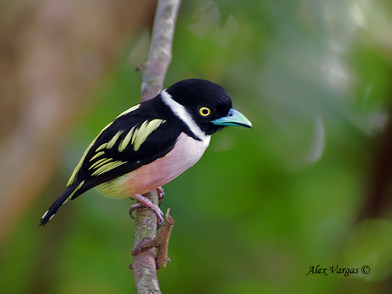 Black-and-yellow broadbill