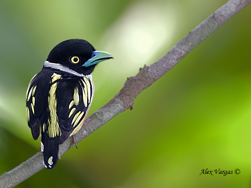 Pretty Black-and-yellow broadbill