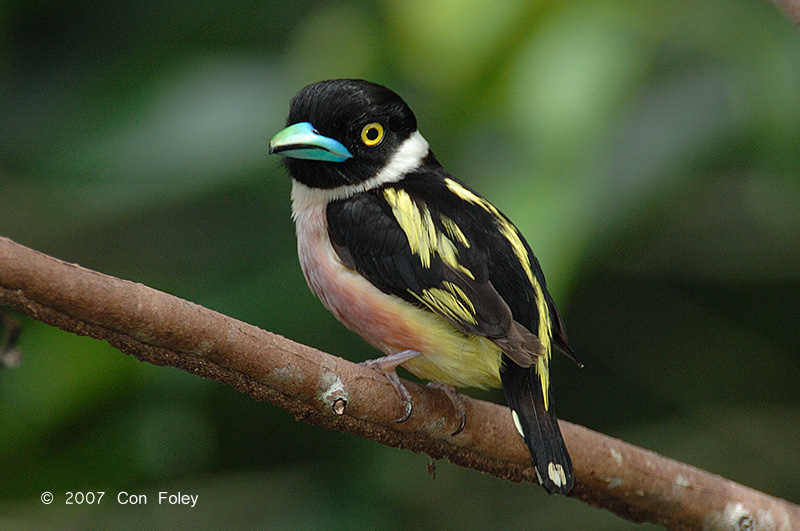 Pretty Black-and-yellow broadbill