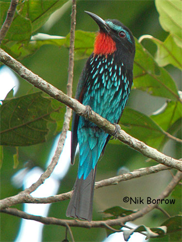 Black bee-eater