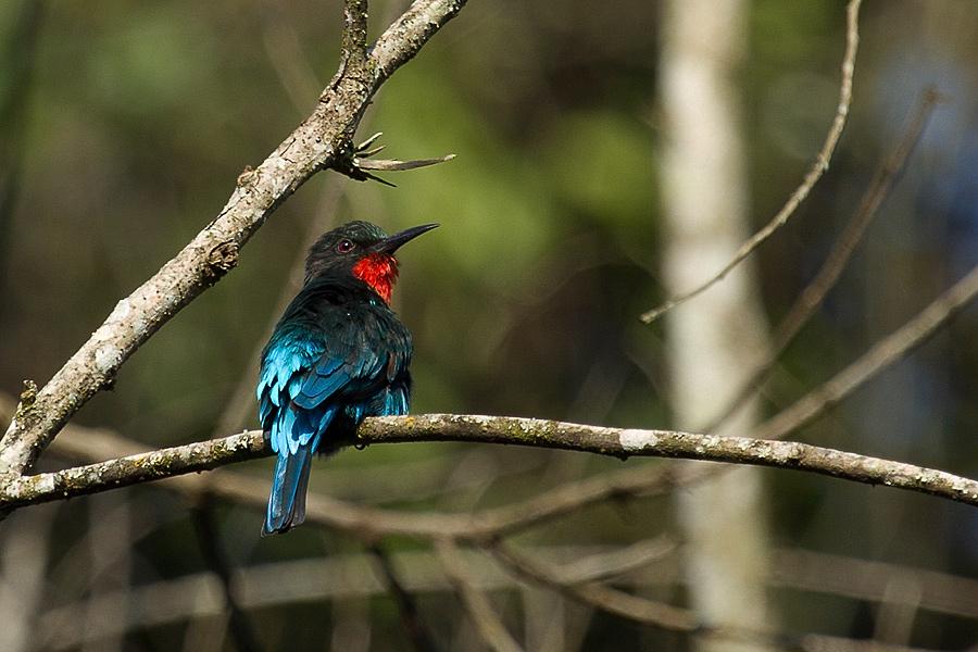 Pretty Black bee-eater