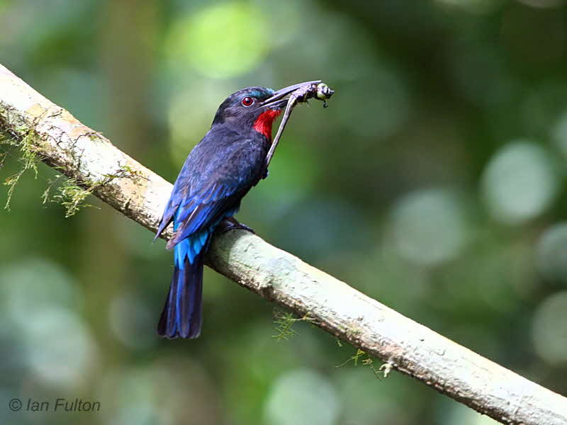 Pretty Black bee-eater