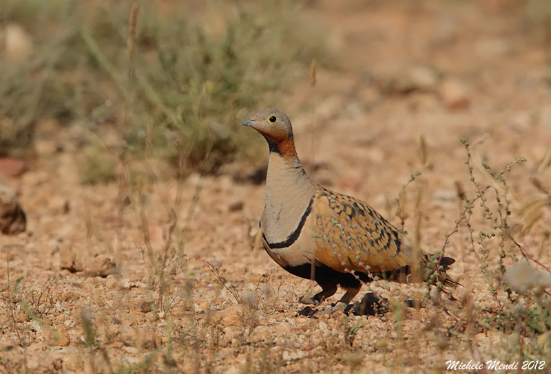 Black-bellied sandgrouse
