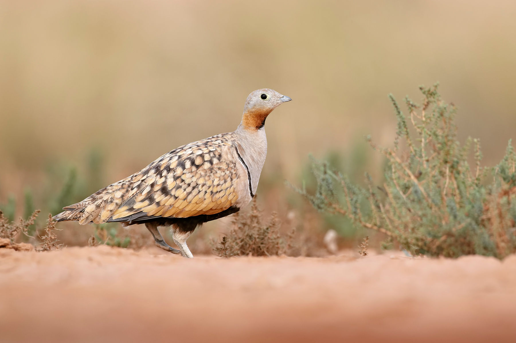 Pretty Black-bellied sandgrouse