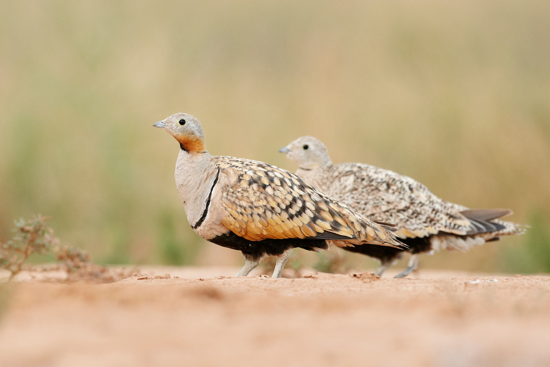Pretty Black-bellied sandgrouse