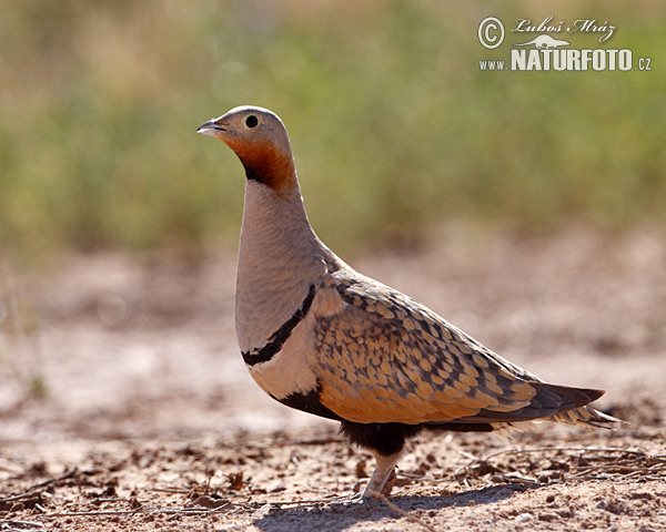 Pretty Black-bellied sandgrouse