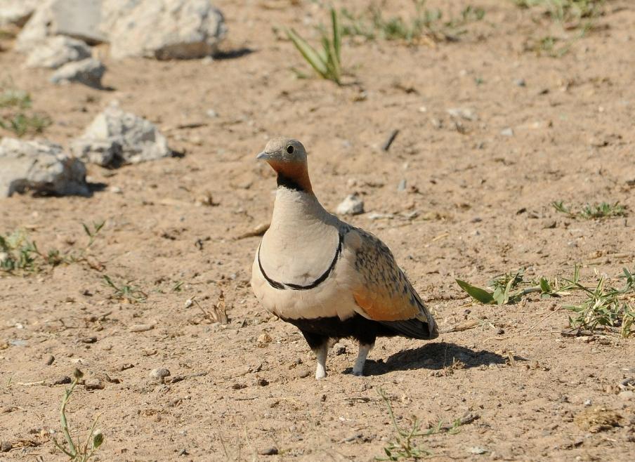 Pretty Black-bellied sandgrouse