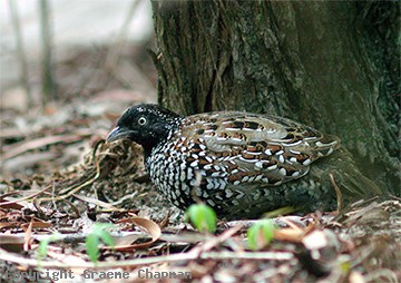 Black-breasted buttonquail
