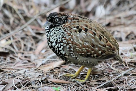 Pretty Black-breasted buttonquail