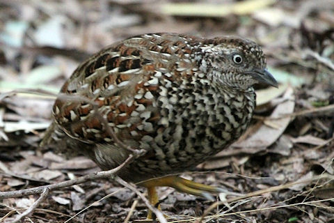 Pretty Black-breasted buttonquail