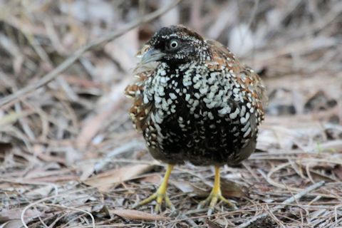 Pretty Black-breasted buttonquail