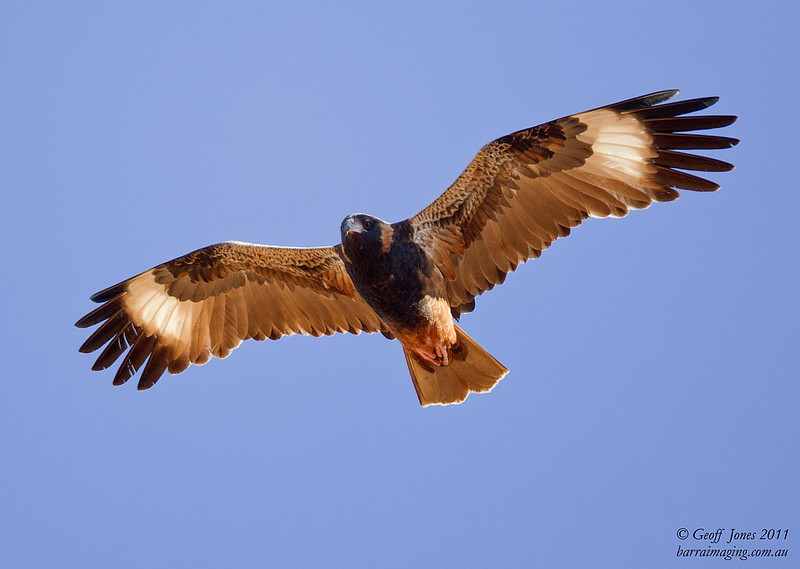 Black-breasted buzzard