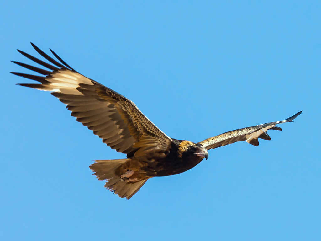 Pretty Black-breasted buzzard