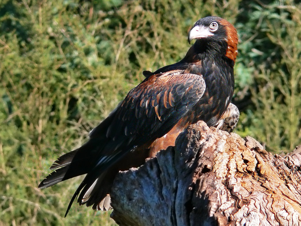 Pretty Black-breasted buzzard