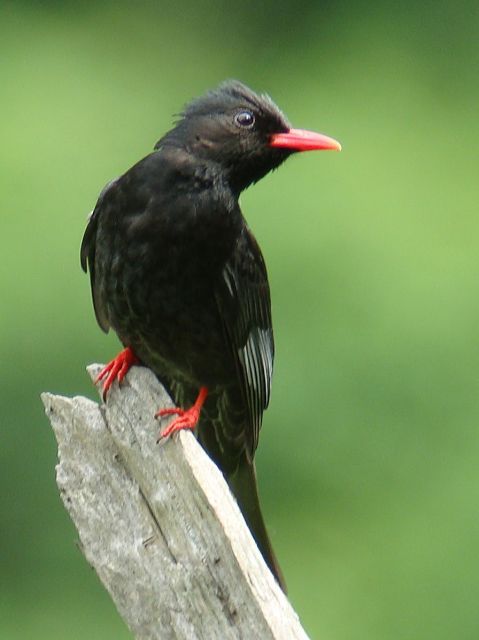 Black bulbul