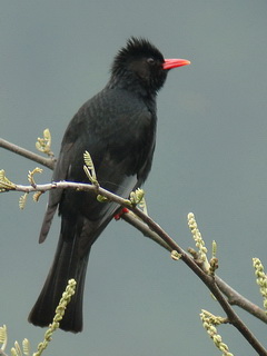 Pretty Black bulbul