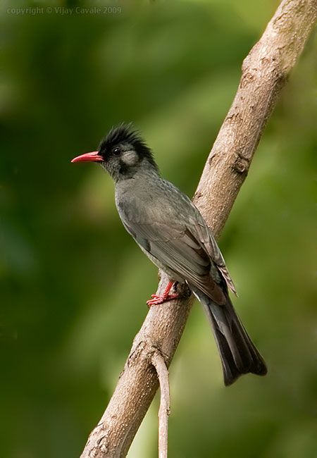 Pretty Black bulbul