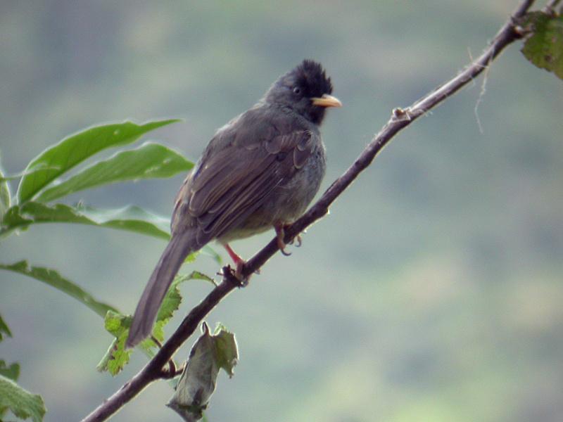 Pretty Black bulbul