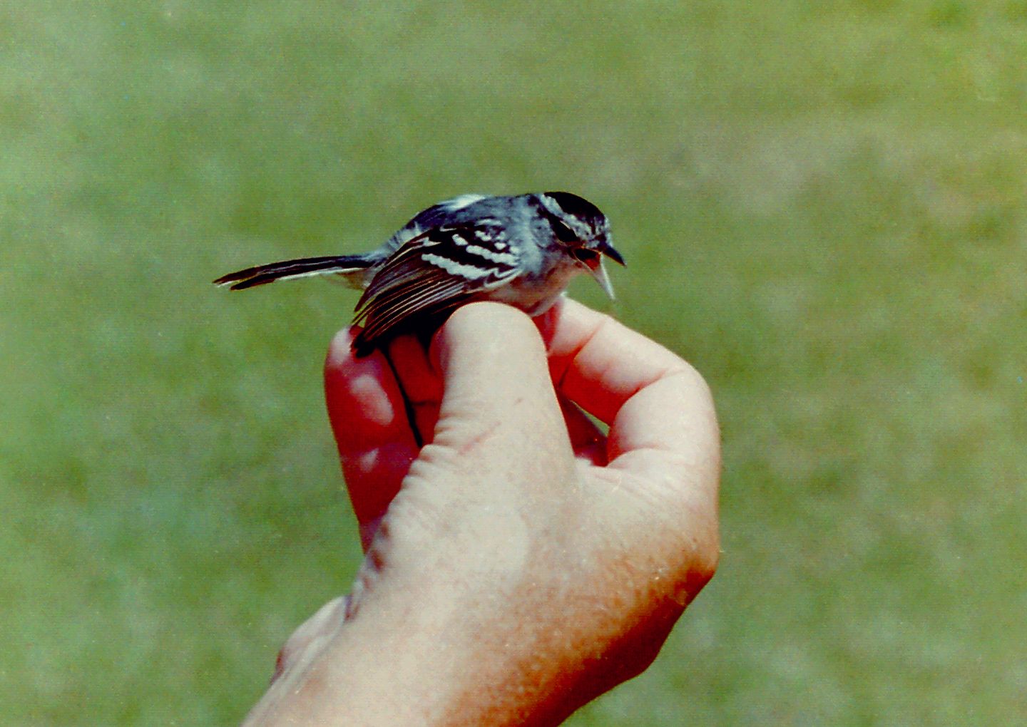 Black-capped antwren