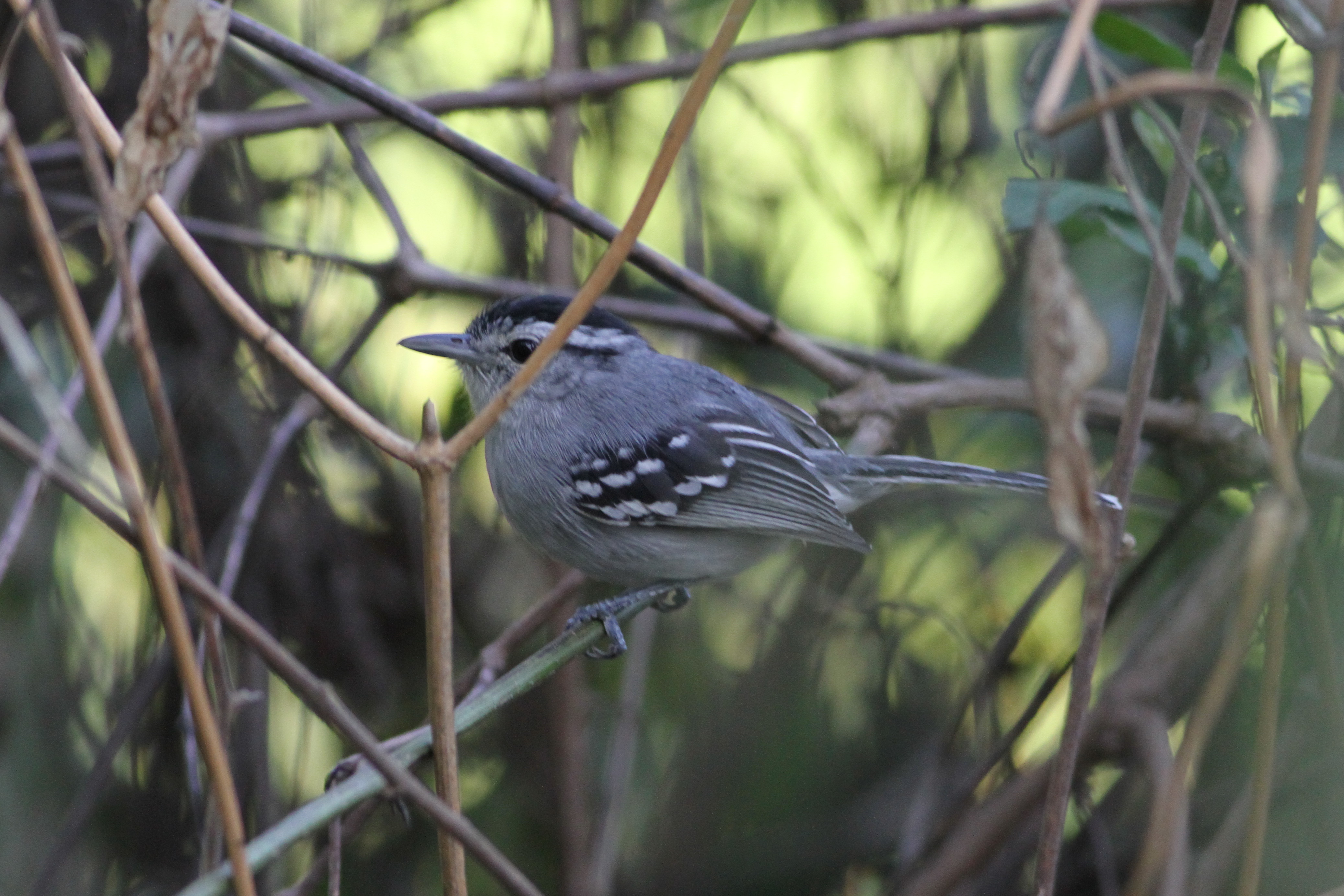 Pretty Black-capped antwren