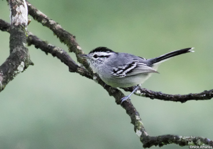 Pretty Black-capped antwren