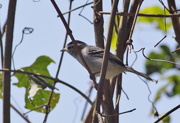 Pretty Black-capped antwren