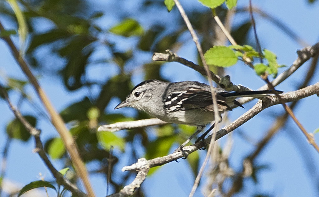 Pretty Black-capped antwren