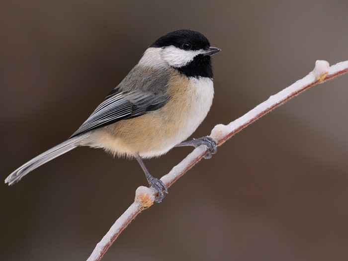 Black-capped chickadee