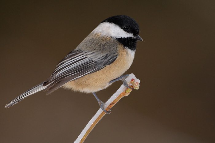 Pretty Black-capped chickadee