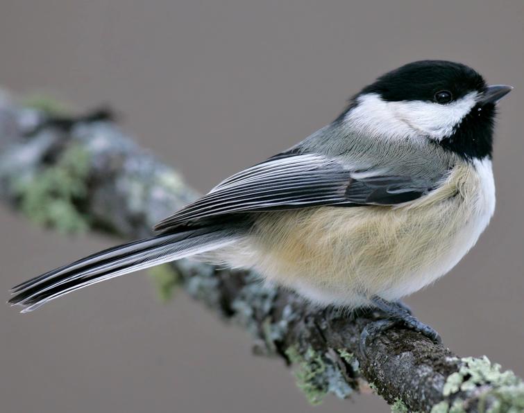 Pretty Black-capped chickadee