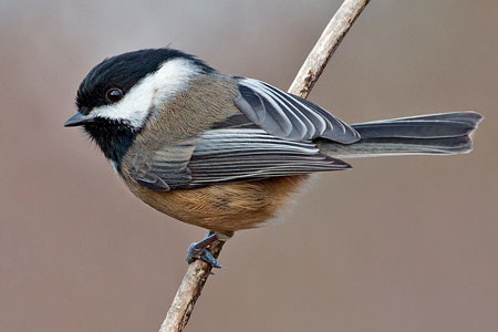 Pretty Black-capped chickadee