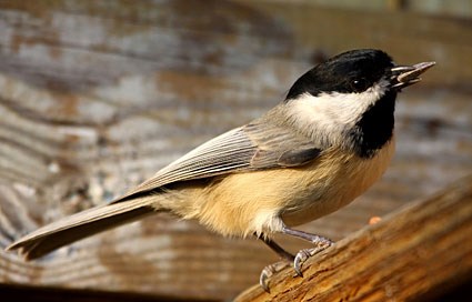 Pretty Black-capped chickadee