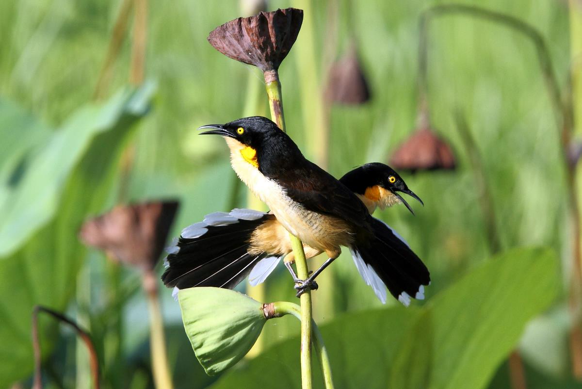 Pretty Black-capped donacobius