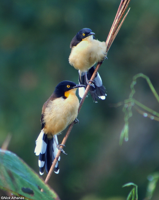 Pretty Black-capped donacobius