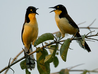 Pretty Black-capped donacobius