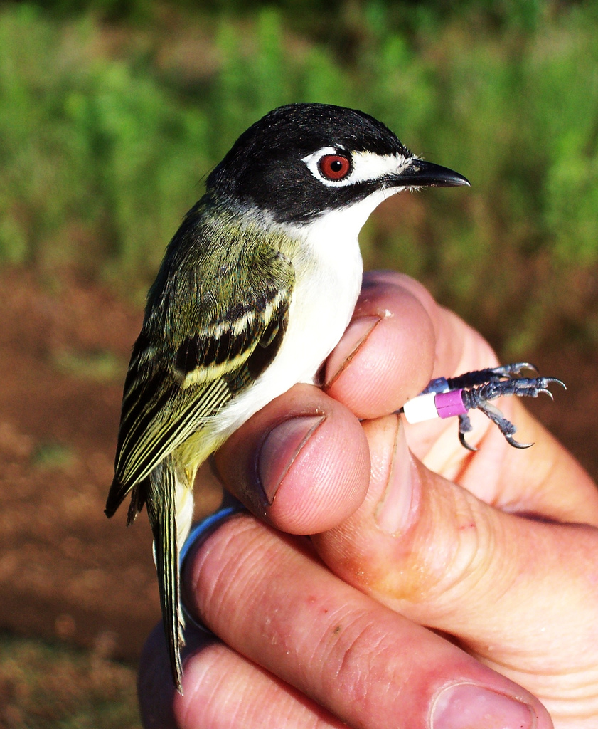 Black-capped vireo