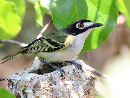 Pretty Black-capped vireo