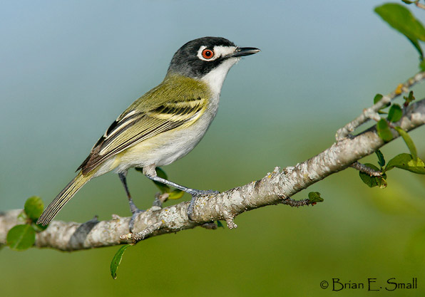 Pretty Black-capped vireo