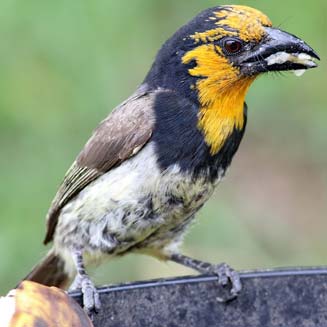 Pretty Black-collared barbet
