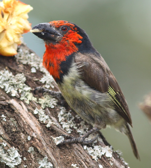 Pretty Black-collared barbet