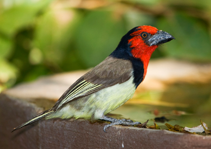 Pretty Black-collared barbet