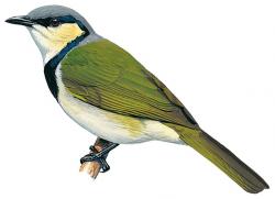 Black-collared bulbul