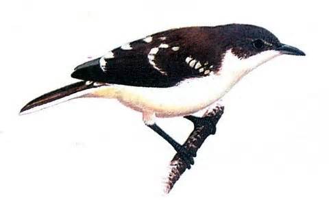 Pretty Black-collared bulbul