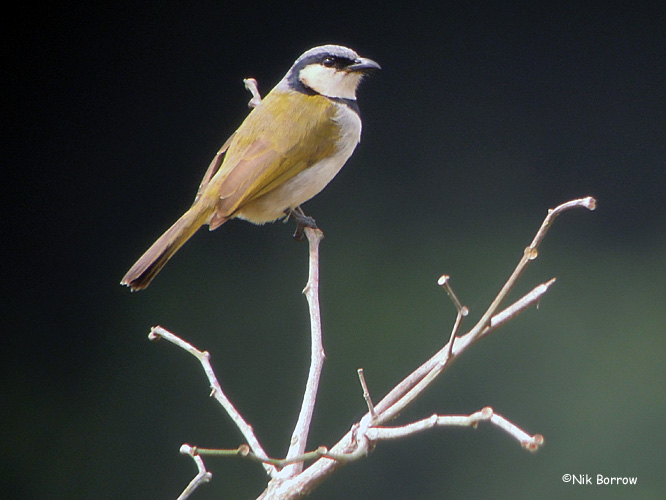 Pretty Black-collared bulbul