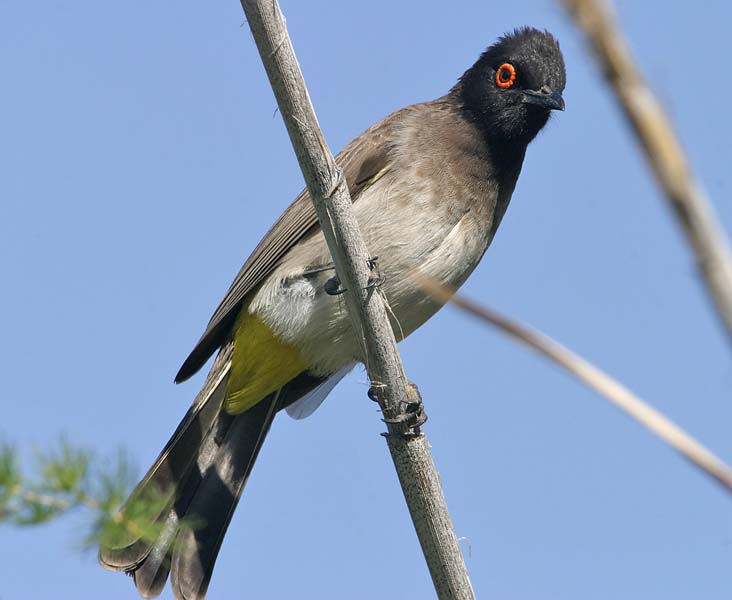 Pretty Black-collared bulbul