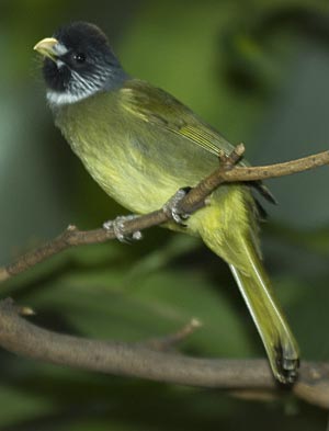 Pretty Black-collared bulbul