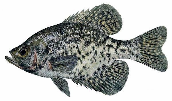 Pretty Black crappie