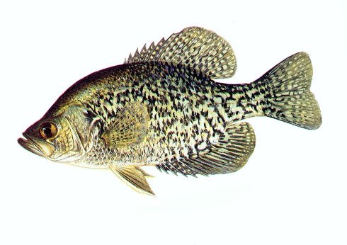 Pretty Black crappie