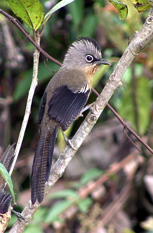Black-crowned barwing