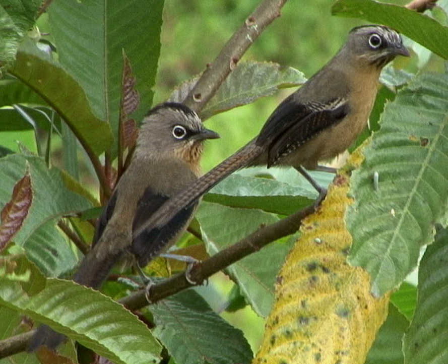 Pretty Black-crowned barwing